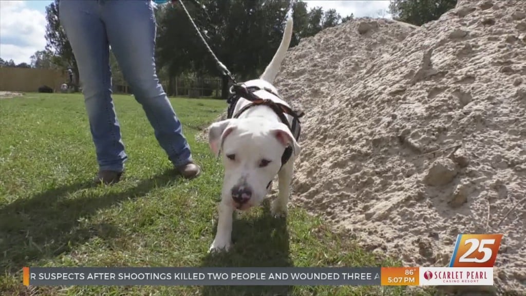 Local Animal Rescue Begins Constructing Dog Paradise