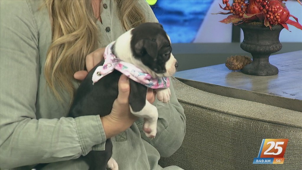 News 25 Pet Of The Week: Freda Is Looking For A Forever Home!