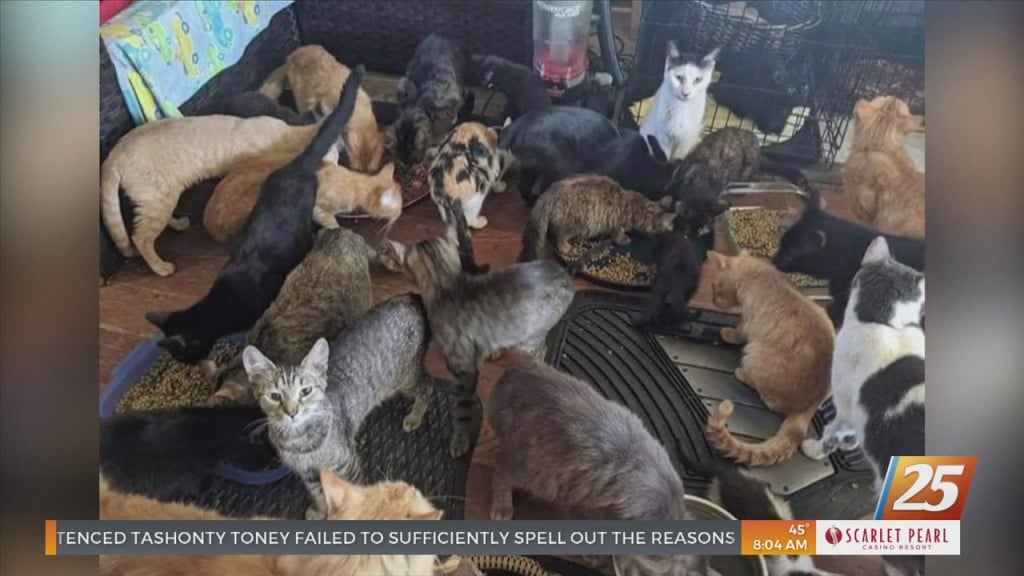 Long Beach Animal Shelter Needs Supplies For Rescued Cats