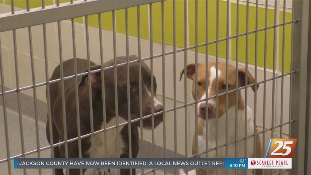 Humane Society Of South Mississippi Dealing With Capacity Crisis