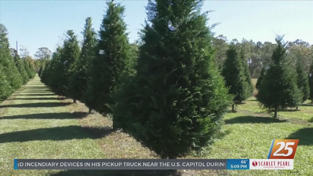 Local Sellers Running Short On Christmas Trees
