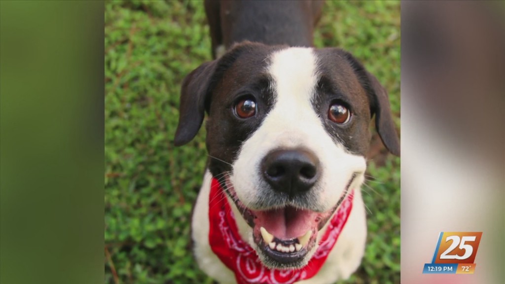 News 25 Pet Of The Week: Snoopy Is Looking For A Forever Home