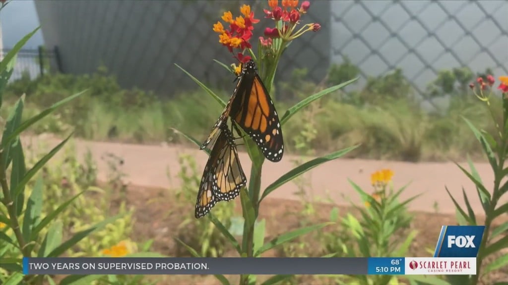 Mississippi Aquarium Creates Pollinator Garden 