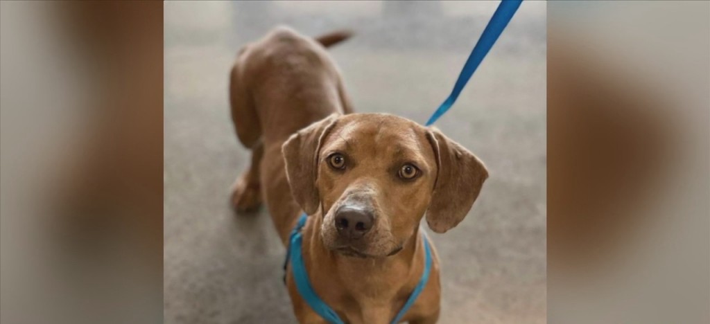 Pet Of The Week: John Deere Is Looking For A Forever Home