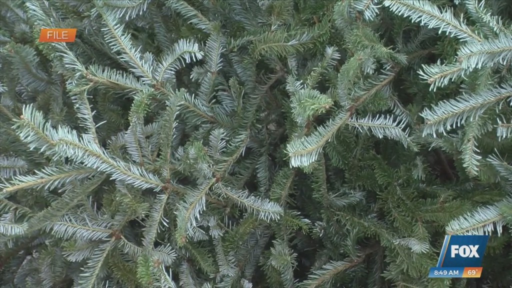 Christmas Tree Recycling Now Underway