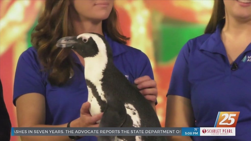 Ferdinand The Penguin Visits Wxxv To Promote Mississippi Aquarium
