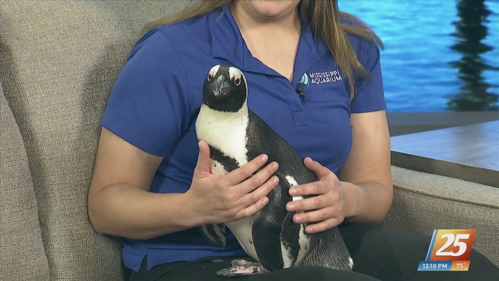 Mississippi Aquarium Hosting Holiday Events