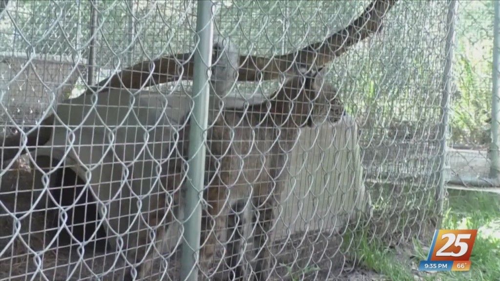Wild At Heart Rescue Hosting ‘pusharatas For Possum’ Benefit