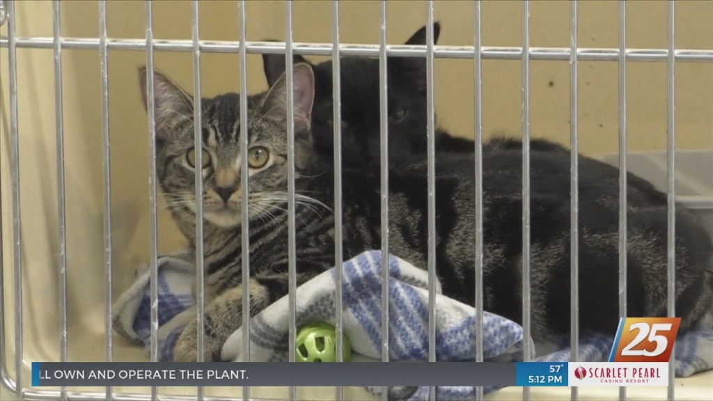 Jackson County Animal Shelter Reminding Residents Pets Are A Long Term Commitment