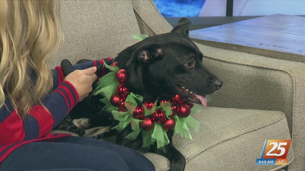 Pet Of The Week: Belladonna Is Looking For Her Forever Home