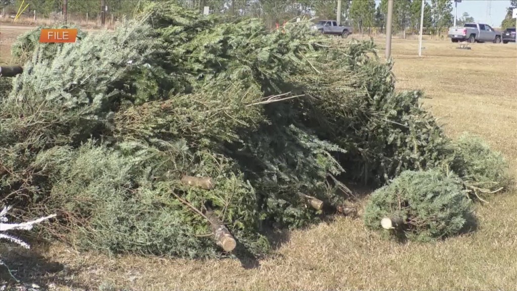 Christmas Tree Recycling Starts The Day After Christmas