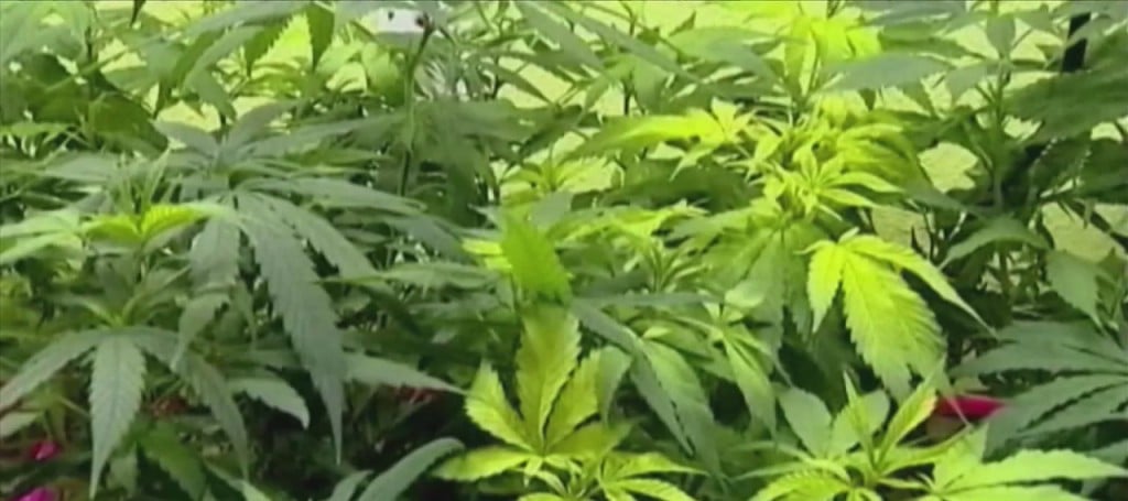 Medical Marijuana Bill Headed For Debate