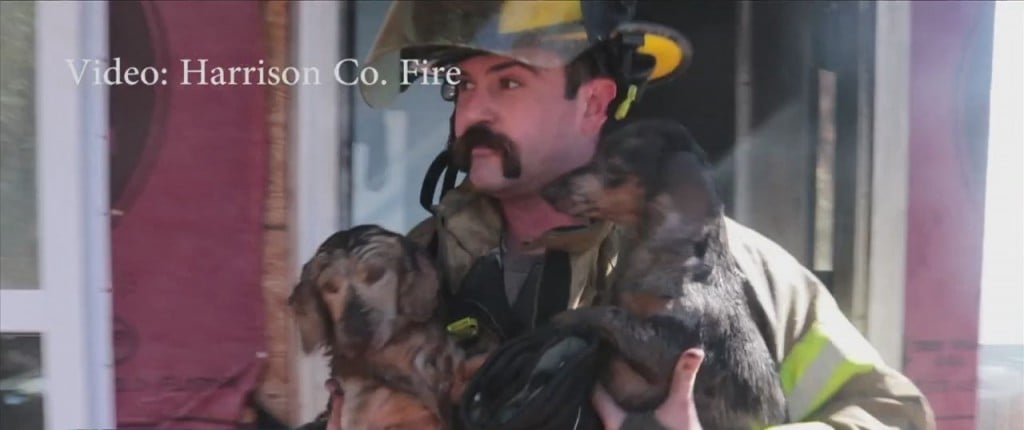 Family And Puppies Escape House Fire In Harrison County