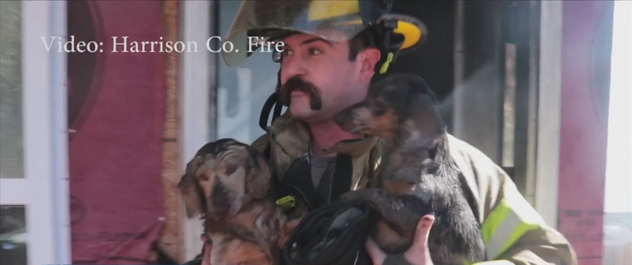 Family and puppies escape house fire in Harrison County - WXXV News 25