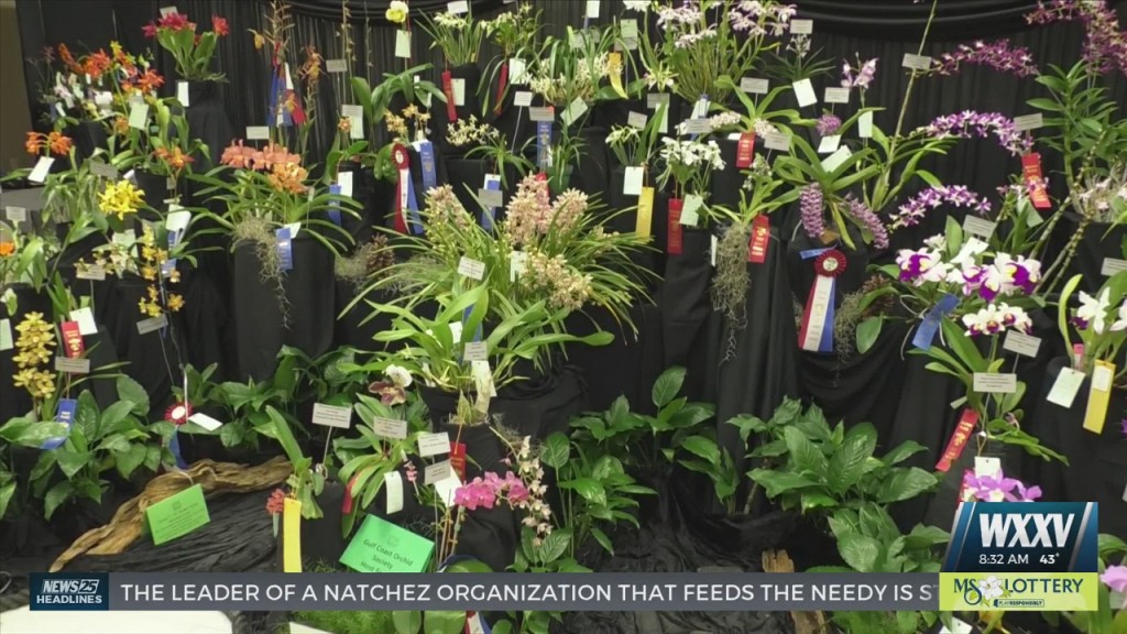 Gulf Coast Orchid Society Held Annual Show And Plant Sale In Gautier