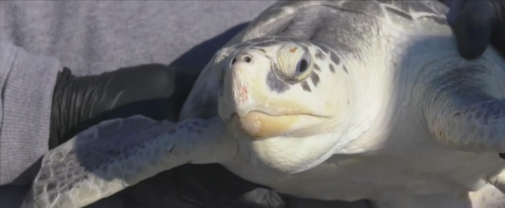 Mississippi Aquarium Releases Kemp’s Ridley Sea Turtle