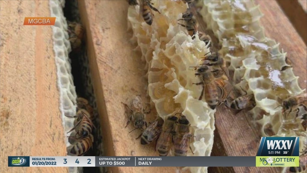 Mississippi Gulf Coast Beekeeping Association Offering Beekeeping Classes
