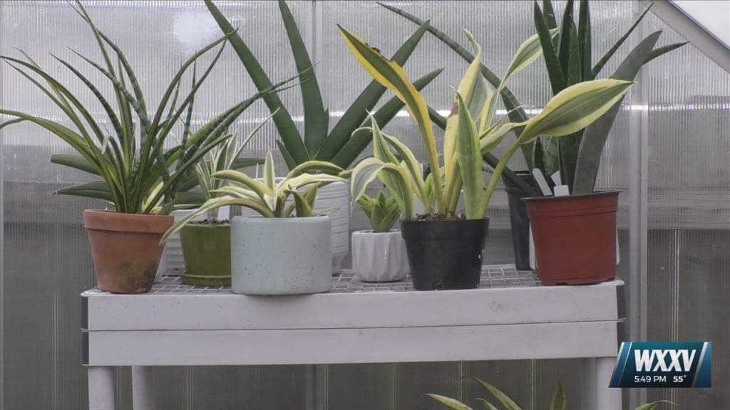 Increase In Gardening Popularity During The Pandemic