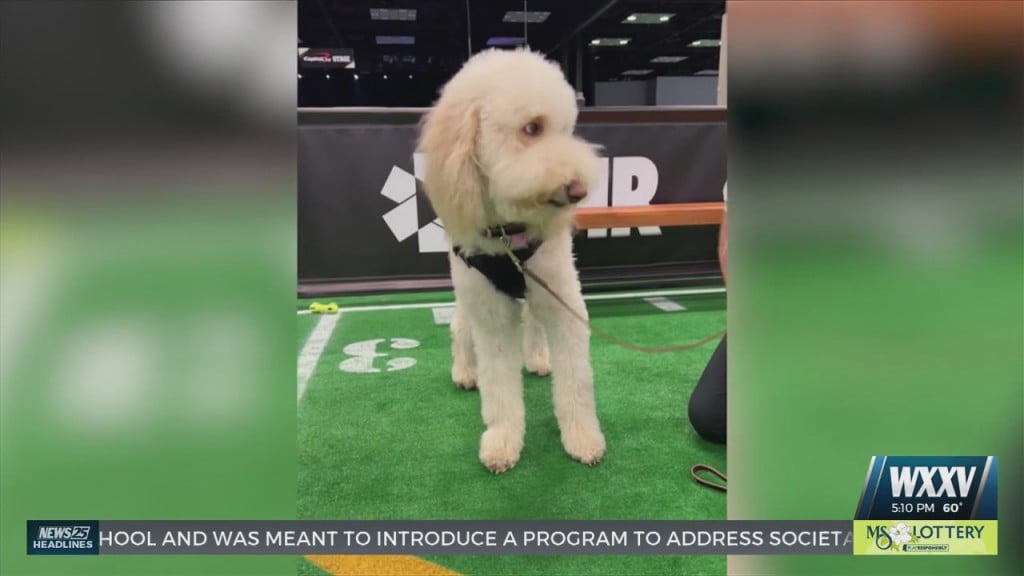 Gulfport Amr Dog Attended National Championship Football Game