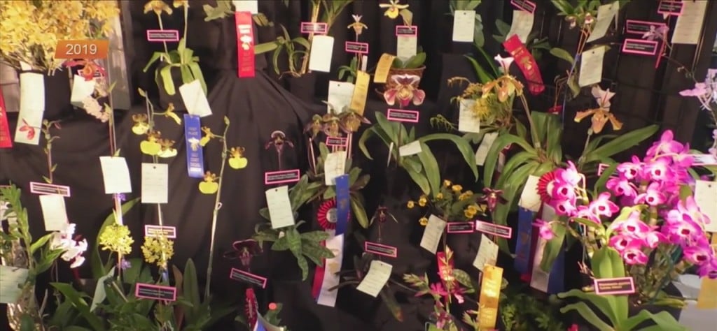 Gulf Coast Orchid Society Show And Sale