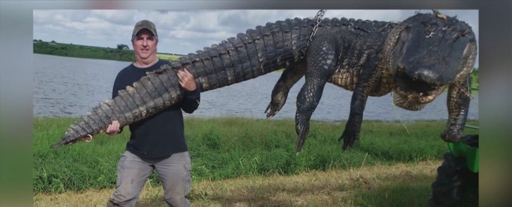 Local Hunter Kills 900 Lb. Alligator In South Florida