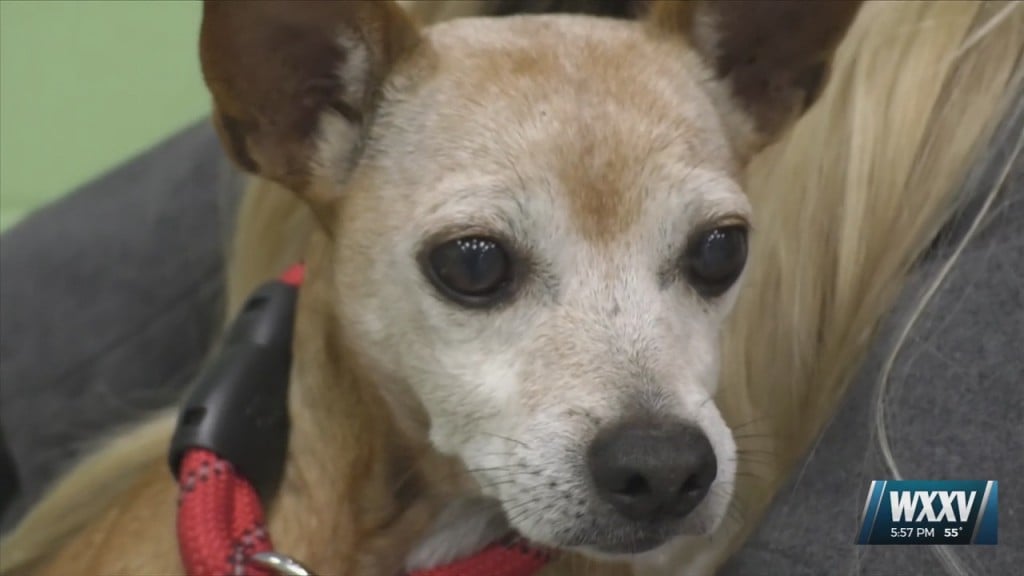 Local Animal Shelters Benefit From Betty White Challenge