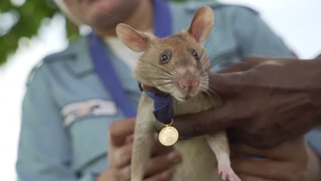 Mine Detecting Rat Dies In Retirement
