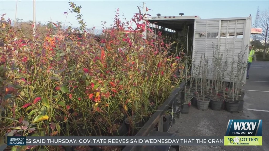 Tree Distribution In Harrison County In Honor Of Mississippi Arbor Day