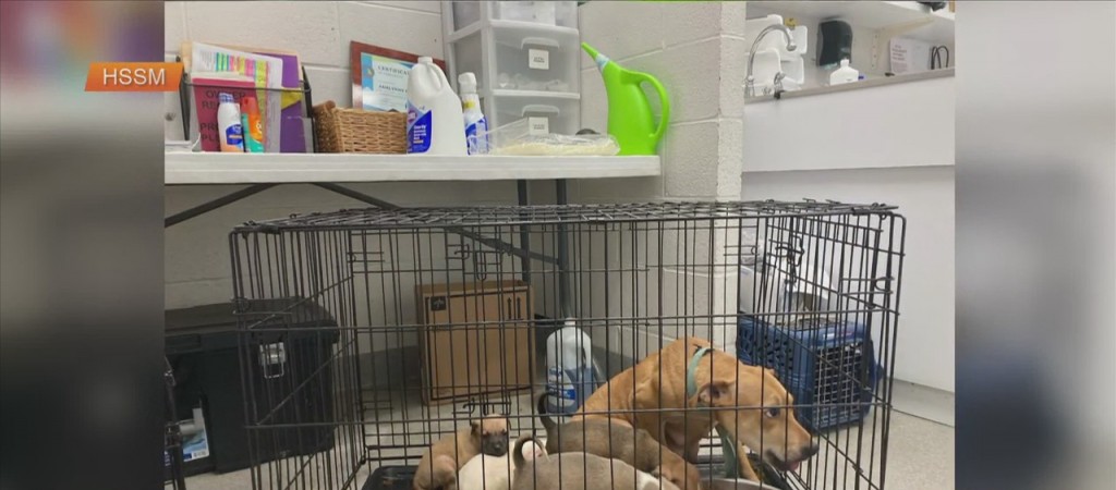 Humane Society Of South Mississippi Seeing High Numbers