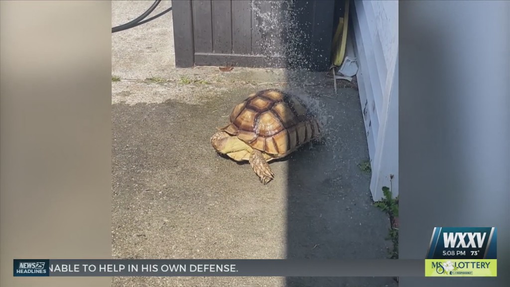 Indy The Missing Tortoise Was Last Seen In Gulfport
