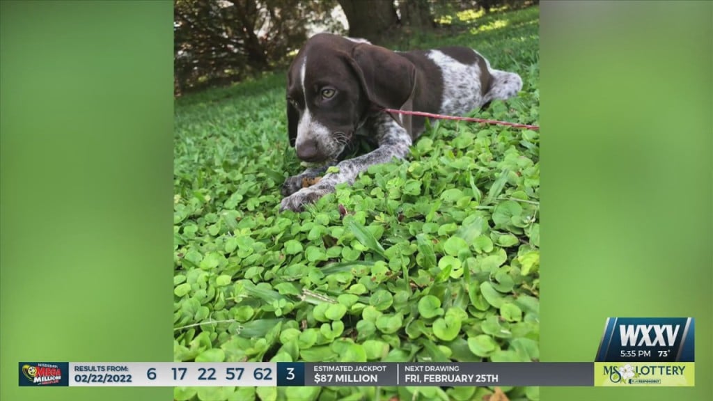 Owner Offering Reward For Information After His Dog Was Shot And Killed In Escatawpa