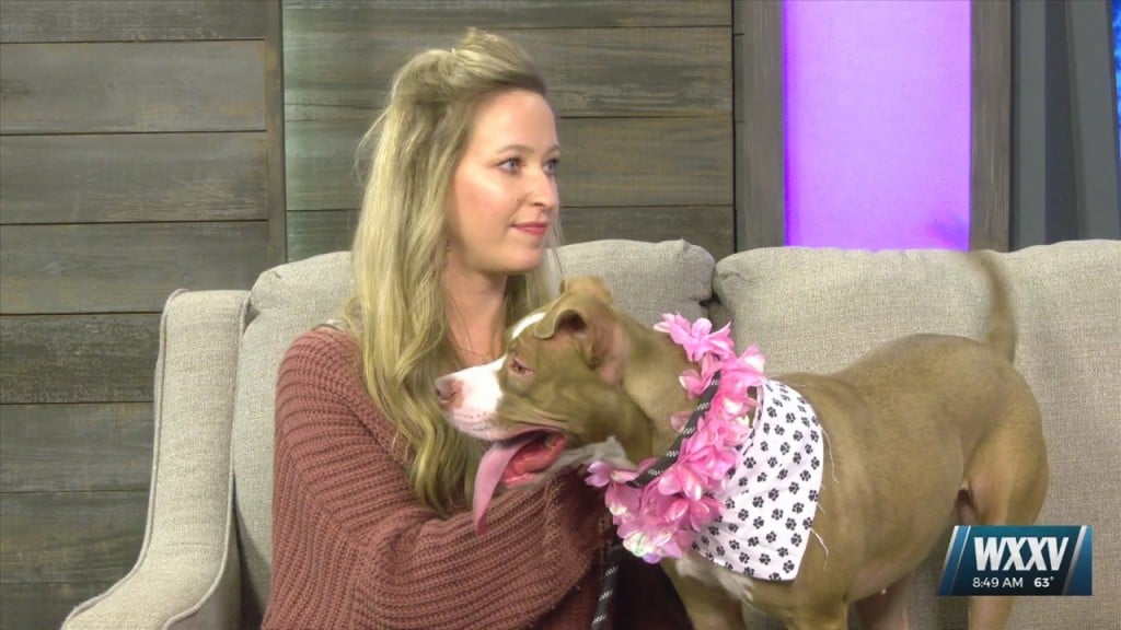 Pet Of The Week: Bunchie Is Looking For A Forever Home