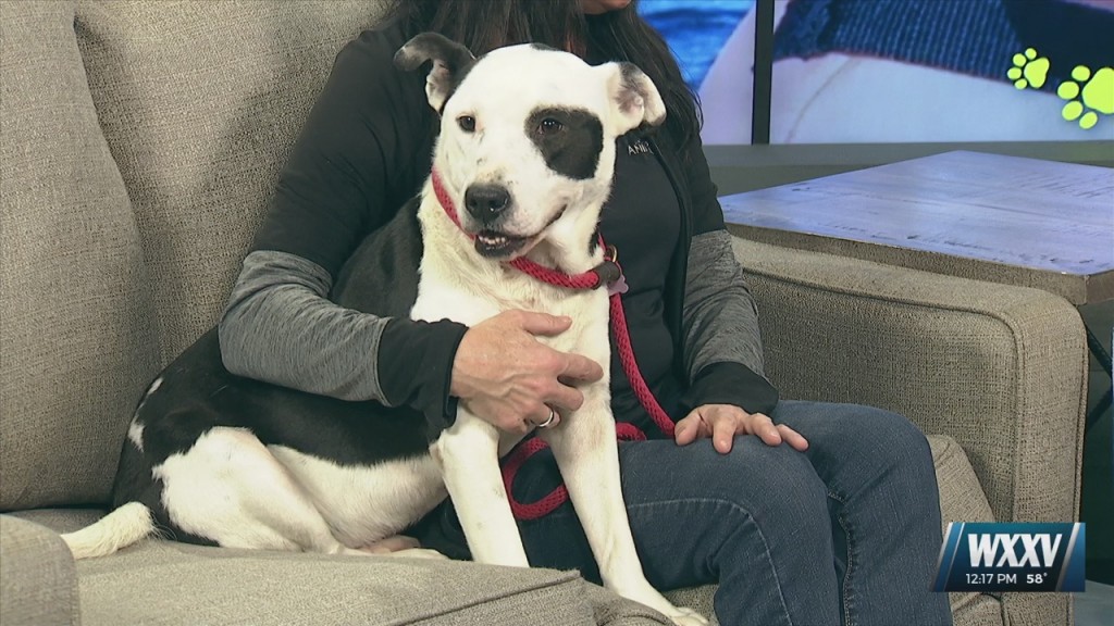 News 25 Pet Of The Week: Ralphie Is Looking For A Forever Home!