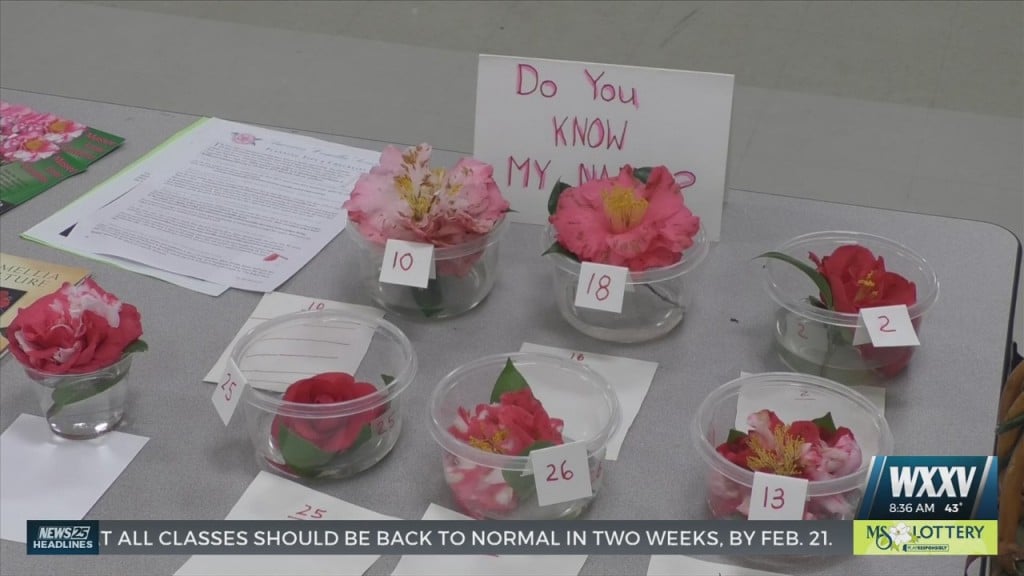 Hundreds Of Camellias On Display At Ms Gulf Coast Camellia Society Show
