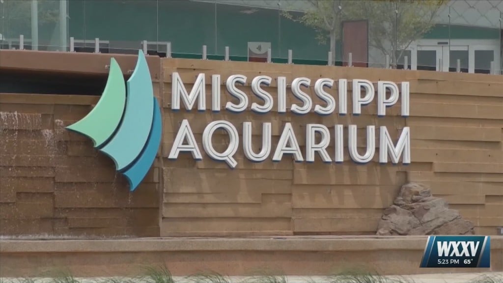 Registration Open For Camp Aqua At The Mississippi Aquarium