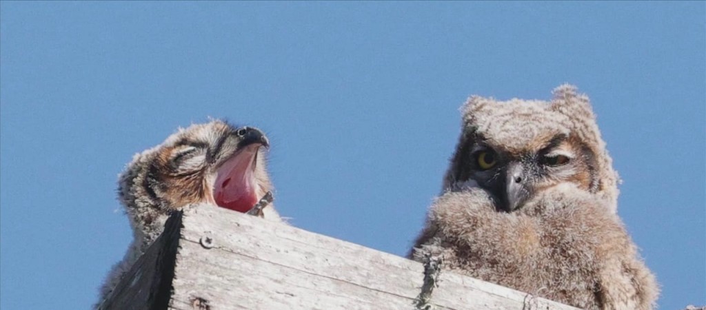 Pascagoula River Audubon Holding Contest To Name Owlets