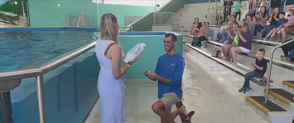 Ocean Springs Man Proposes With The Help Of Cj The Dolphin At Imms
