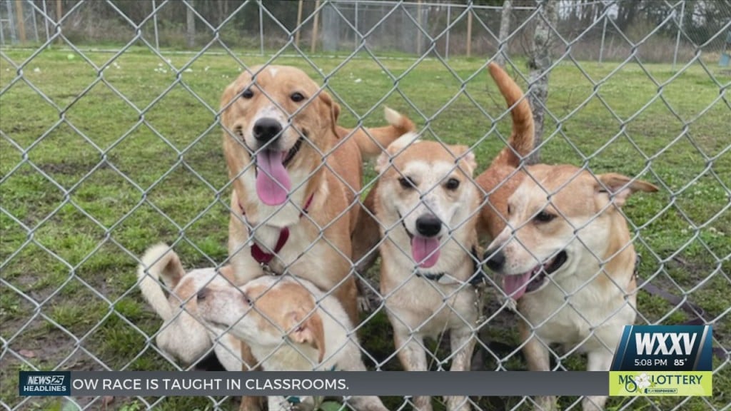 Dogs Seized In Pass Christian Available For Adoption