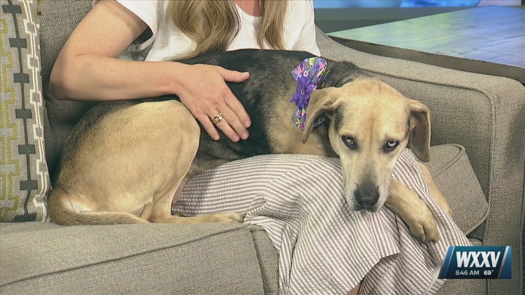 Pet Of The Week: Priscilla Is Looking For A Forever Home