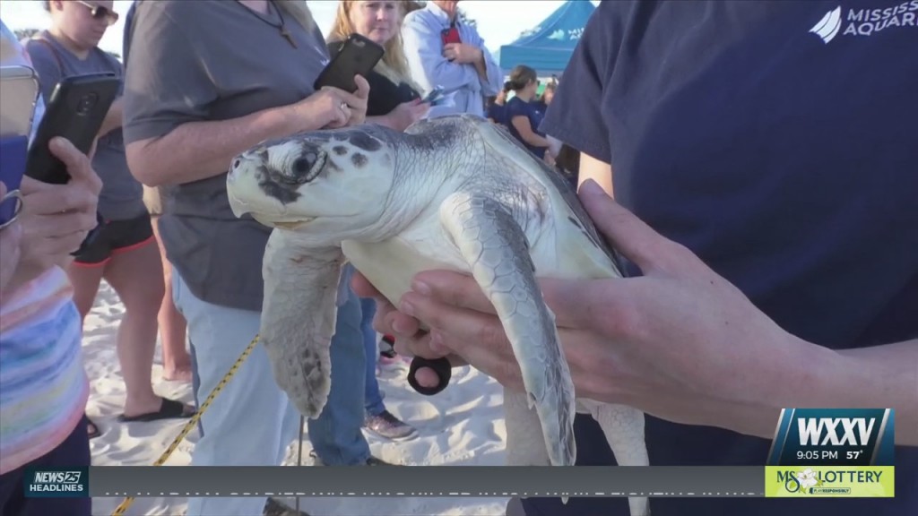 Mississippi Aquarium Releases Kemp’s Ridley Sea Turtles