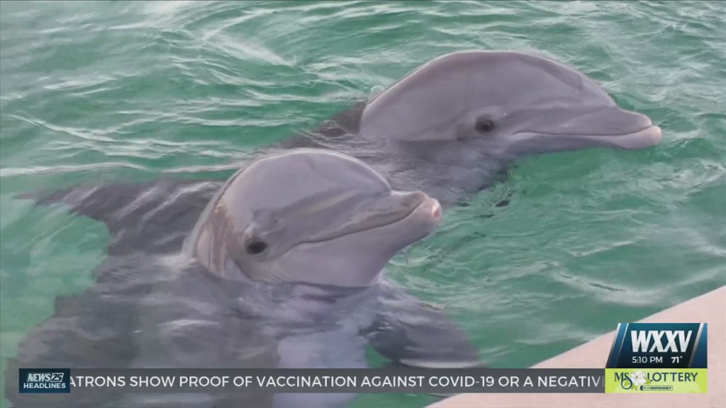 Mississippi Aquarium Celebrates Dolphin Awareness Month