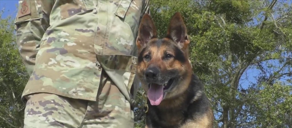 Keesler Air Force Base Showcases Military Working Dogs