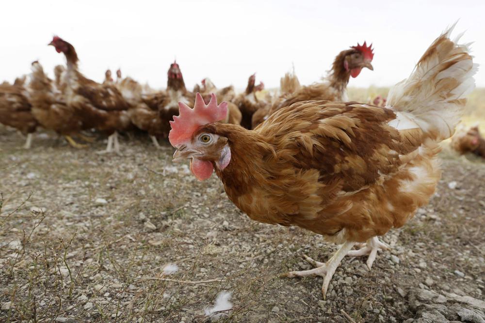 Bird Flu