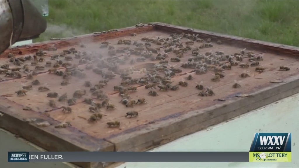 Coast Beekeeper Talks About The Importance Of Bees