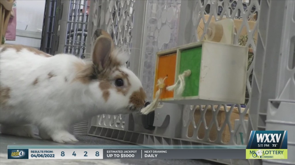 Local Rabbit Rescue Brings Awareness To Pet Care As Easter Approaches