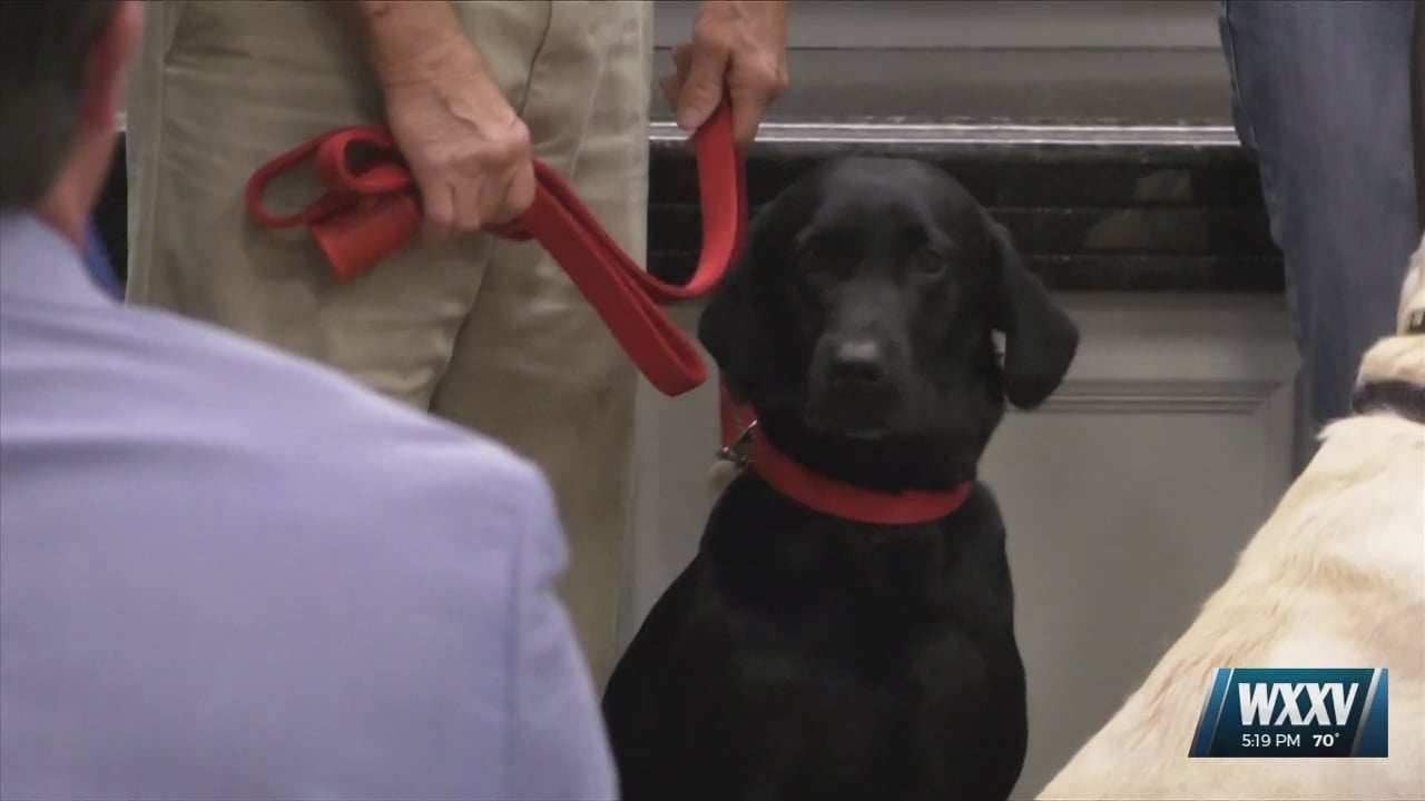Gulfport Mayor Billy Hewes honors therapy dogs - WXXV News 25