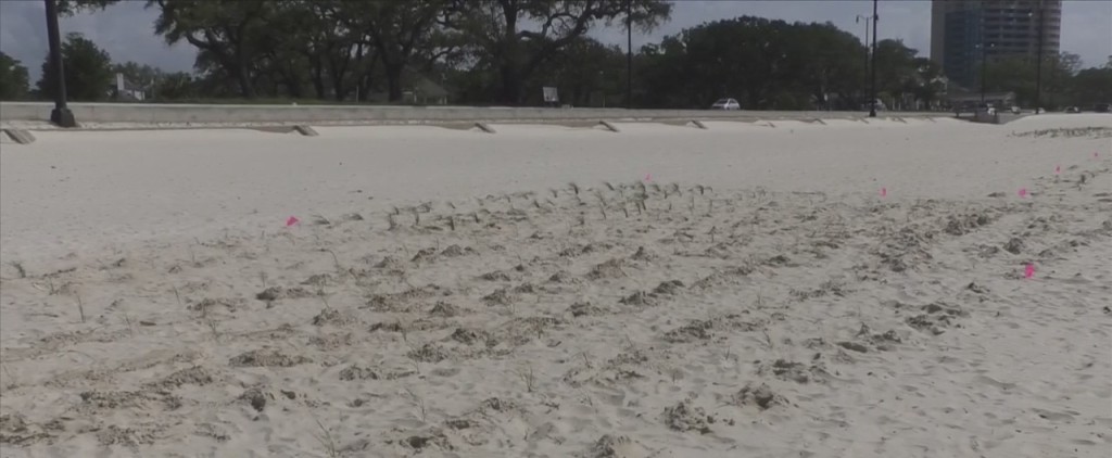 Coast Organizations Team Up To Plant Beach Grass To Protect Least Tern Chicks
