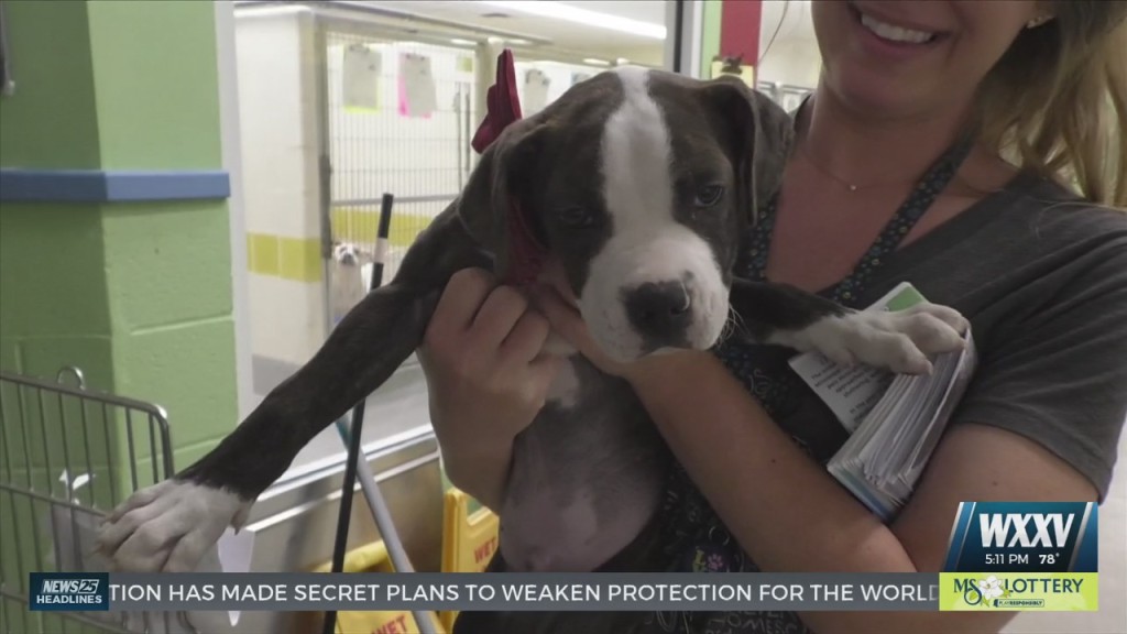 Hssm Collecting Supplies Due To Influx Of Kittens And Puppies