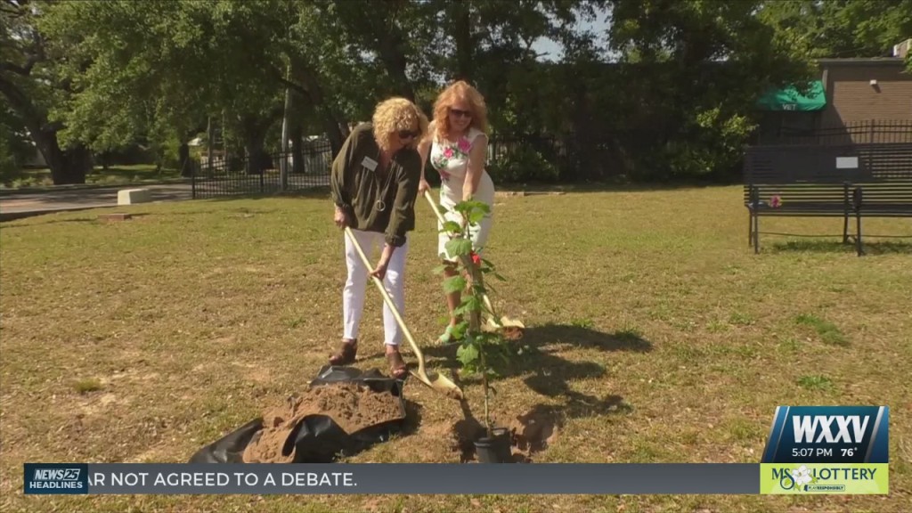 Biloxi Bay Area Chamber Plants Moon Tree In Honor Of Two Former Members