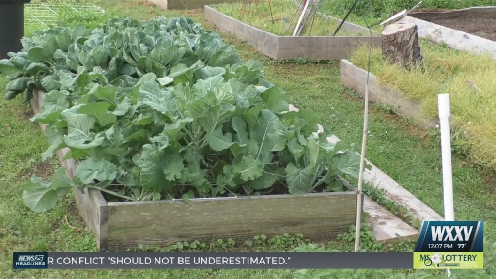 Grow Your Green Thumb At The Community Garden In Gulfport